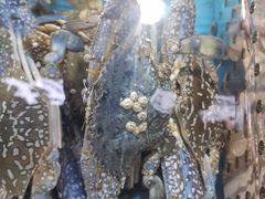 -亚龙湾8号(丁村万人海鲜广场店)