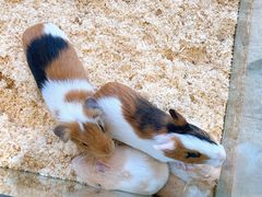 -怪兽屋·羊驼·猫咖·狗咖(俊华广场店)