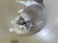 -藏猫猫咖啡主题馆(中央大道店)