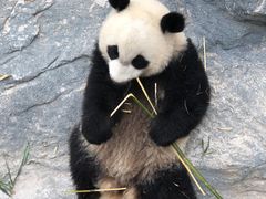 -上海野生动物园