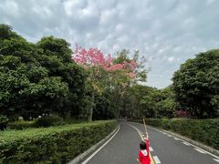 -大屏嶂森林公园