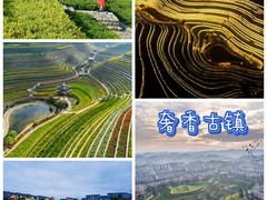 -贵州百里杜鹃风景名胜区