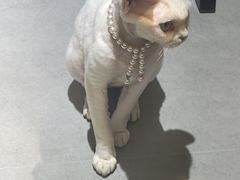 -琪喵猫屋·撸猫猫咖·猫舍