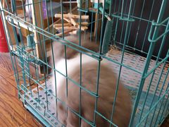 -志龙皇冠吃货椰子铺