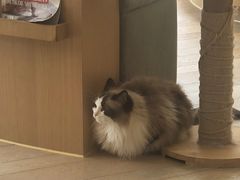-CAT’S MEWSTAR CAFE·喵星球猫屋(晴湾咖啡店)