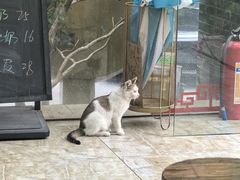 -周大娘牛乳(旧寨古村总店)