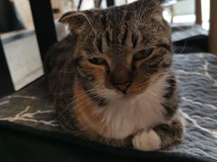 -平行世界·猫咖(首经贸店)