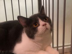 -福懋动物医院·犬猫全科·外科·重症科(杏林分院)