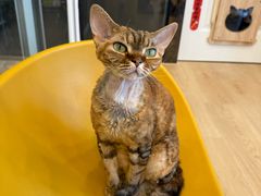 -有喵·猫咖·狗咖·30几只猫10只小狗(岗厦店)