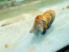-上海野生动物园