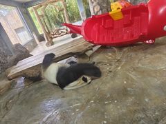 -海南热带野生动植物园