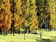 -黄海国家森林公园