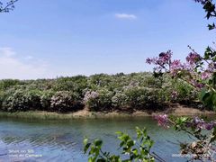 -丁香湖公园