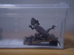 -酷以爬仙阁实体爬宠店·守宫·蜥蜴·专业繁育