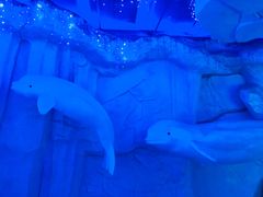 -芜湖新华联大白鲸海洋公园