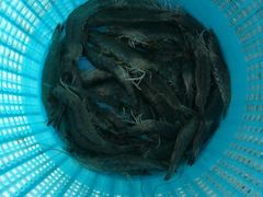 -钱大妈海鲜饭店(保利林语店)