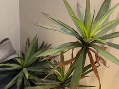 -吕氏焗小鲜•海鲜青岛菜(八大关店)