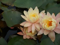 -华南国家植物园-售票处