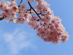 -顾村公园