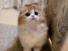 -欣宠猫屋·矮脚拿破仑·蓝金金渐层