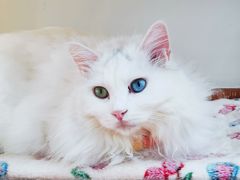 -有猫主题·治愈系猫咖(曾厝垵店)