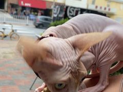 -瑞派福兴宠物医院犬猫全科·骨科·中西医结合(河东店)