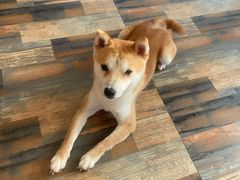 -柴源莊·柴小宠柴犬咖啡