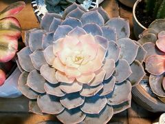 -双季花艺园艺市场(浦东店)