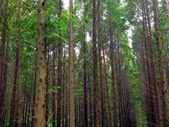 -黄海国家森林公园