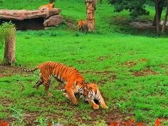 -沈阳森林动物园