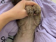 -美美宠物诊疗中心·异宠·骨科(滨江东信分院)