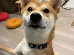 -柴迷FANS CLUB·柴犬狗咖·猫咖