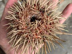 -海胆小馆(东北水饺·春柳店)