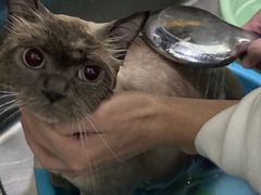 -福懋动物医院·犬猫全科·外科·重症科(杏林分院)