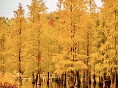 -白鹭湾湿地公园