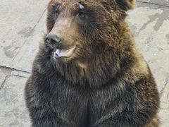 -西霞口神雕山野生动物世界