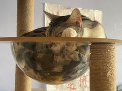 -爱洗澡的猫(望京店)