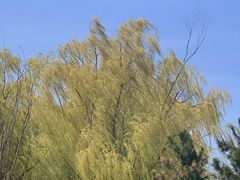 -羊亭河湿地公园