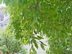 -野草莓自由市场