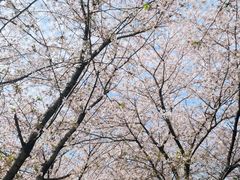 -高东镇樱花园