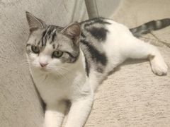 -藏猫猫咖啡主题馆(中央大道店)