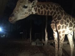 -清迈夜间动物园
