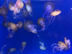 -海合安武汉极地海洋公园