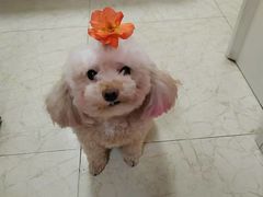 -天宠宠物医院24小时·急重症诊疗中心·全科·腔镜特色(和平分院)