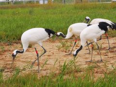-盐城丹顶鹤湿地生态旅游区