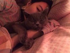 术后小东西很乖很粘人-纳吉亚猫专科动物诊疗中心(蒋宅口分院)