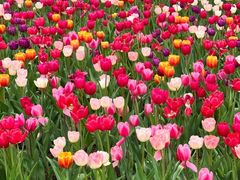 -光明小镇欢乐田园