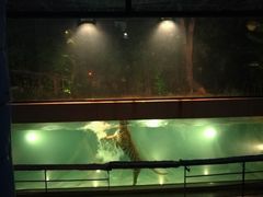 -清迈夜间动物园