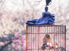 -梅花山(明孝陵内)