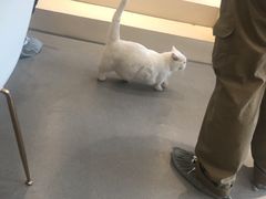 -飞行喵MR PILOT|猫舍·猫咖(静安大融城店)